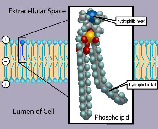 Phospholid by Wikipedia